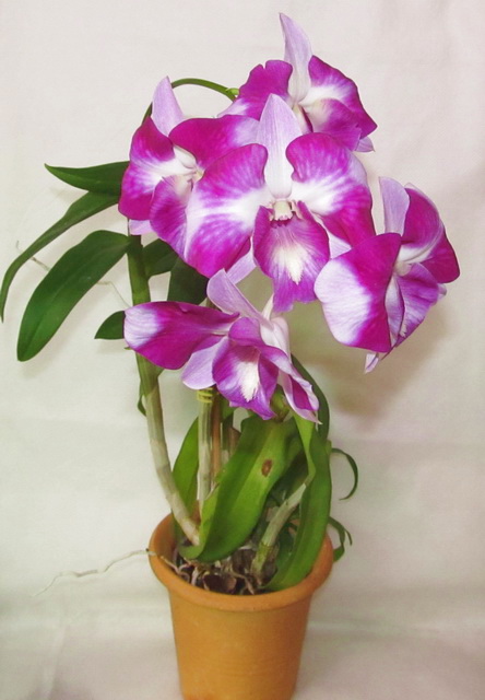 Dendrobium Anucha Flare