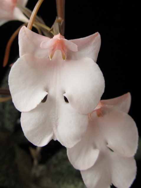 Habenaria carnea