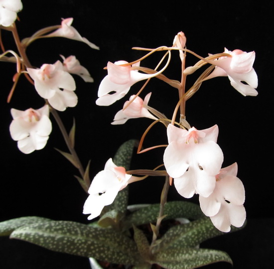 Habenaria carnea