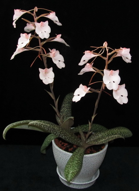 Habenaria carnea