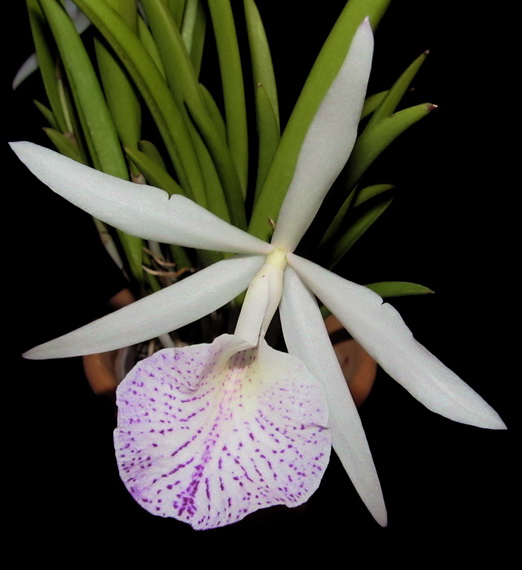 Brassocattleya Nanipuakea Dogashima