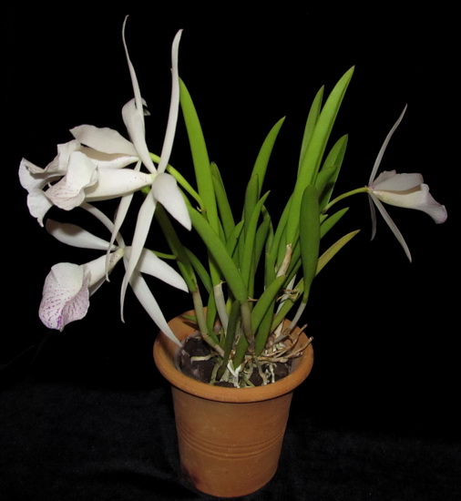 Brassocattleya Nanipuakea Dogashima