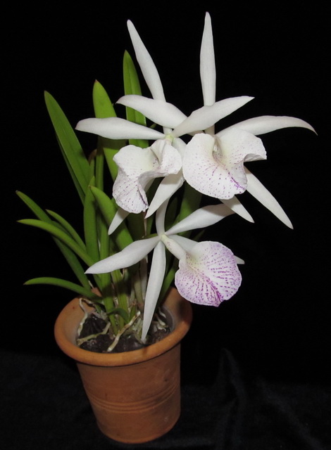 Brassocattleya Nanipuakea Dogashima