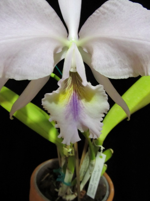 Cattleya labiata coerulea 'Bastiao' x Cattleya labiata coerulea 'Lourival'