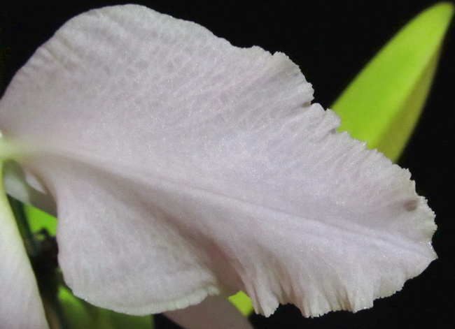 Cattleya labiata coerulea 'Bastiao' x Cattleya labiata coerulea 'Lourival'