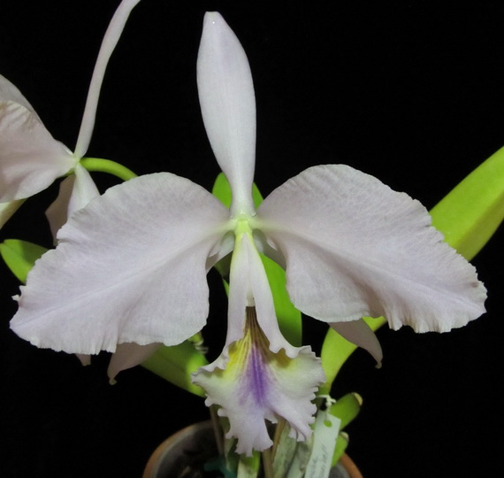 Cattleya labiata coerulea 'Bastiao' x Cattleya labiata coerulea 'Lourival'