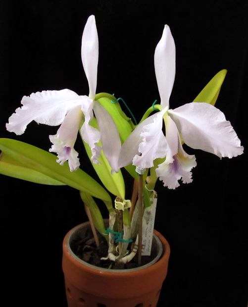 Cattleya labiata coerulea 'Bastiao' x Cattleya labiata coerulea 'Lourival'