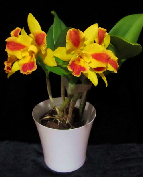 Potinara  Burana Beauty