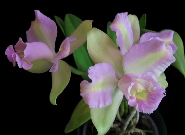 Hawaiian Satisfaction 'Romantic'