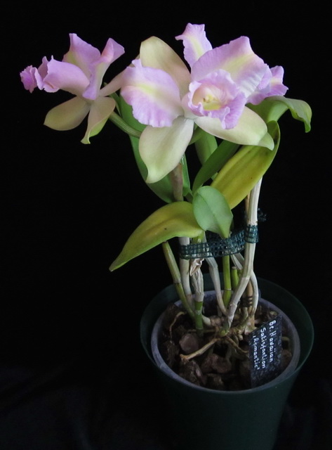 Hawaiian Satisfaction 'Romantic'