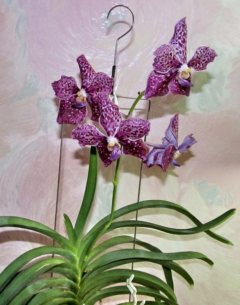 Vanda Kultana Fragrance x Vanda Kultana Ruby
