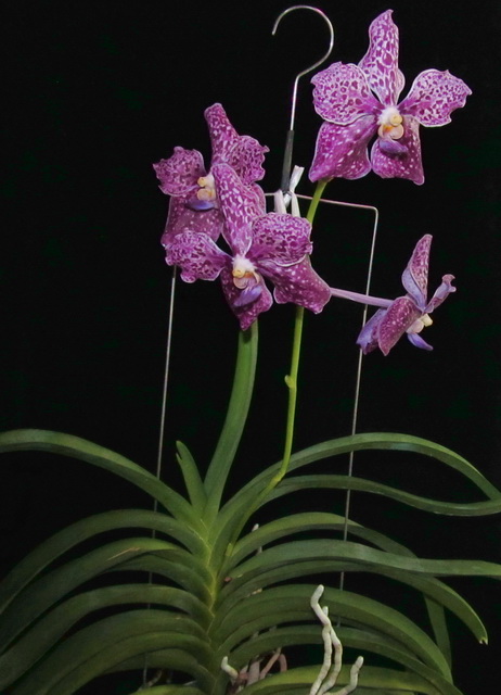 Vanda Kultana Fragrance x Vanda Kultana Ruby