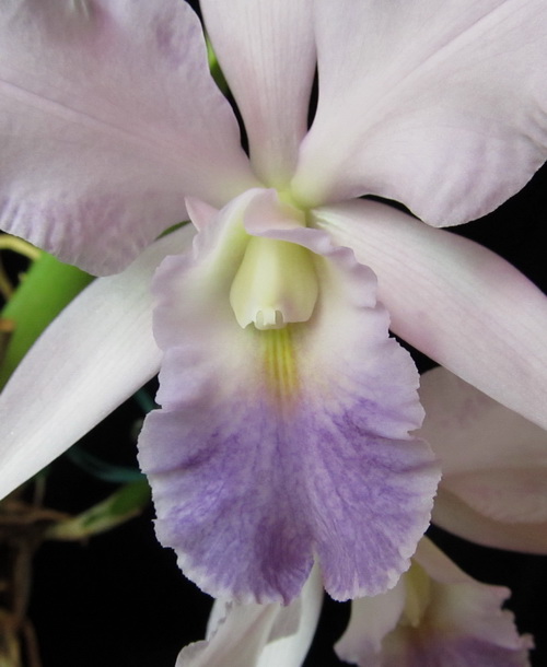 Cattleya Eros