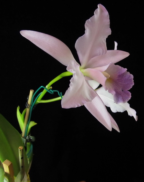 Cattleya Eros