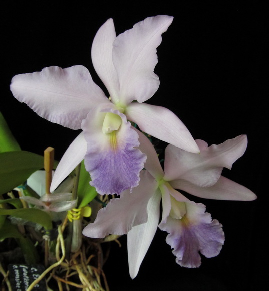 Cattleya Eros