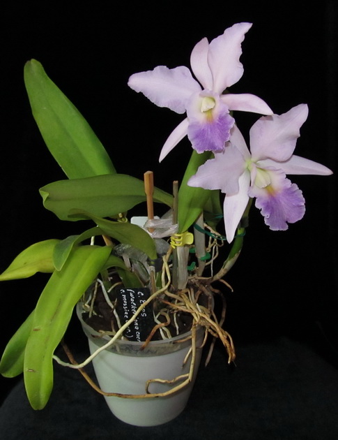 Cattleya Eros