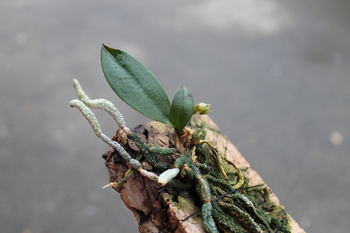 Phalaenopsis wilsonii.jpg