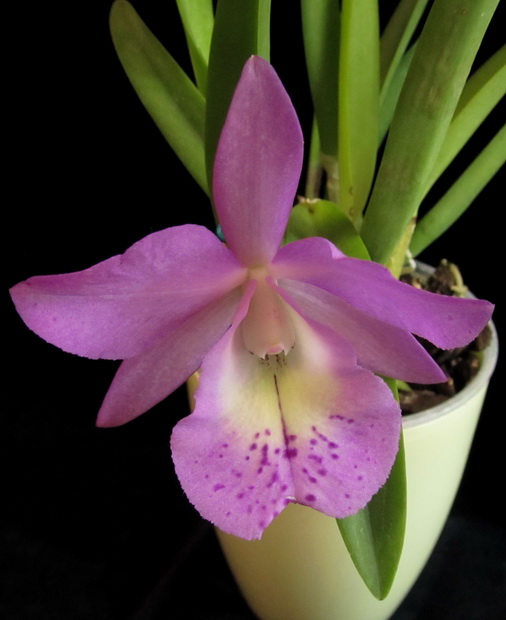 Bc. Little Marmaid 'Jane' (C. walkeriana x Bc. Maikai)