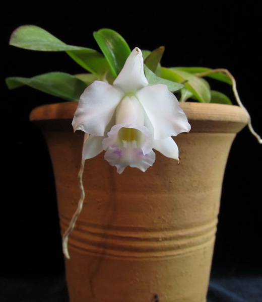 L. alaori alba 'Snow Flakes' x L. alaori alba 'SC'
