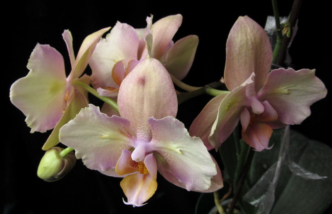Phalaenopsis hibrid.