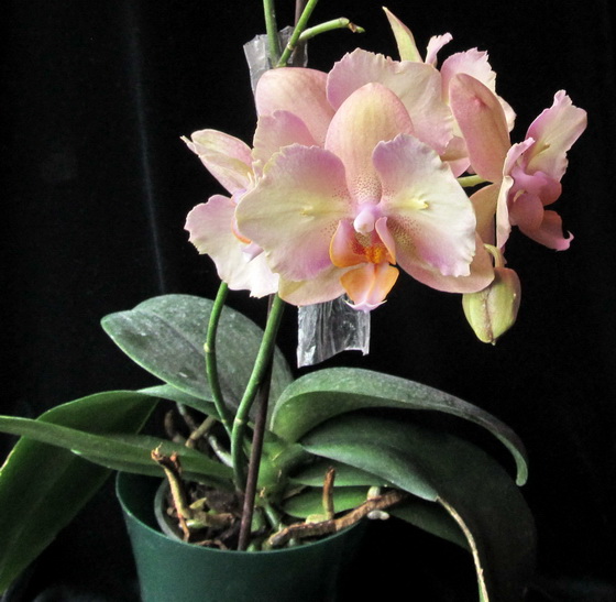 Phalaenopsis hibrid.