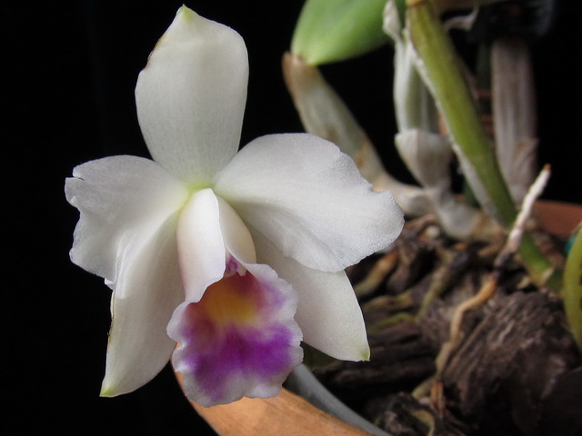 Laelia alaori suave 'Binot' x Cattleya luteola 'Big Star'
