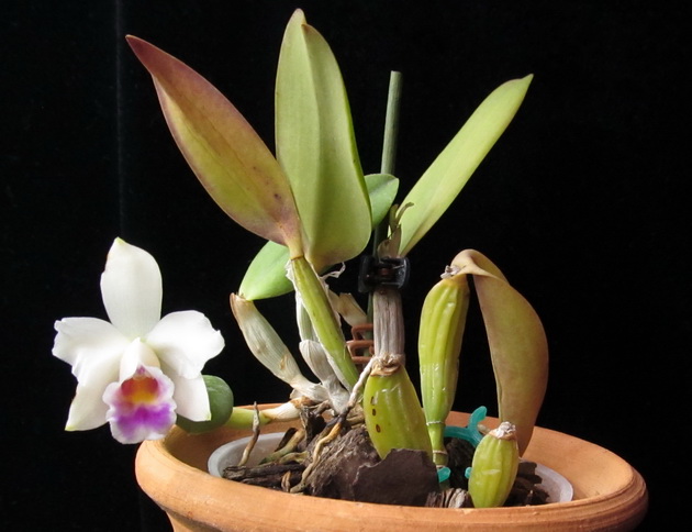 Laelia alaori suave 'Binot' x Cattleya luteola 'Big Star'