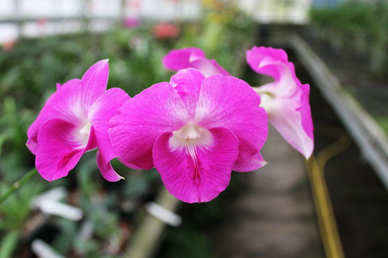 Dendrobium Lady Pink x King Dragon.jpg