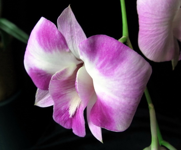 Dendrobium Anucha Flare