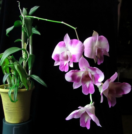 Dendrobium Anucha Flare