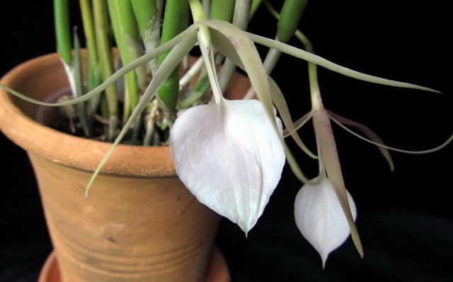 Brassavola nodosa