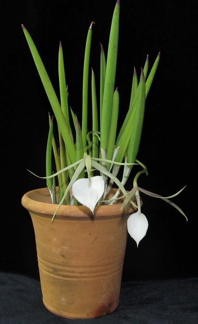 Brassavola nodosa