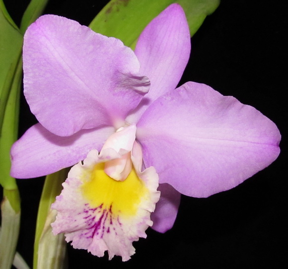 Laeliocattleya Beaumensnil Parme