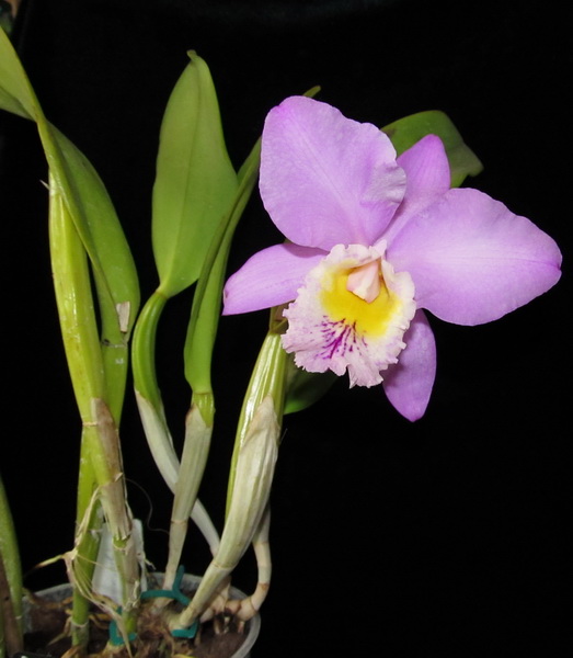 Laeliocattleya Beaumensnil Parme