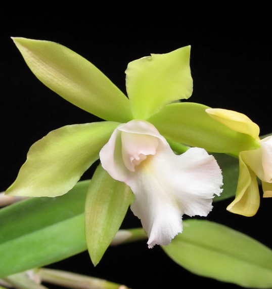 Cattleychea Siam Jade