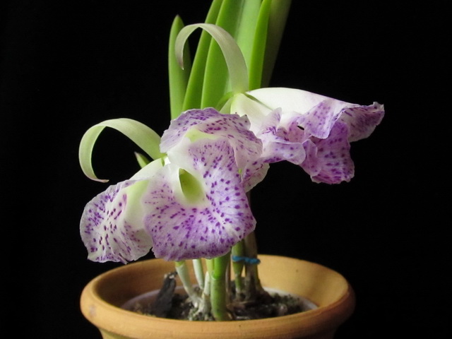 C. Moscombe x B. Nodosa-цветы полностью не раскрылись