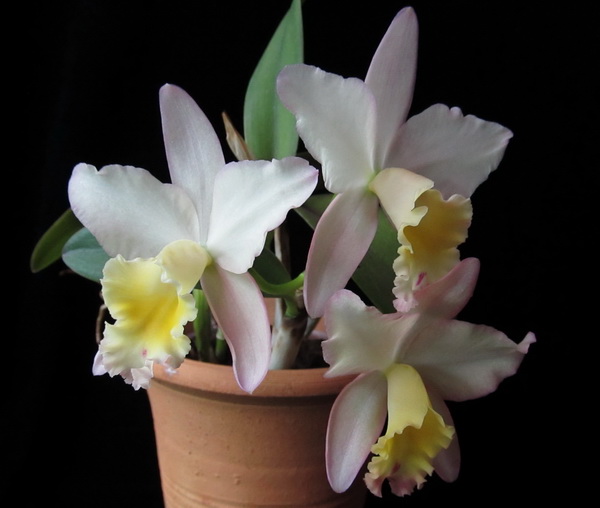 Sc. Fairyland 'PoPo'