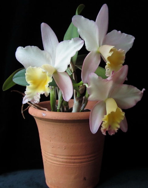 Sc. Fairyland 'PoPo'