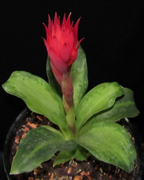 Stenorrhynchos speciosus