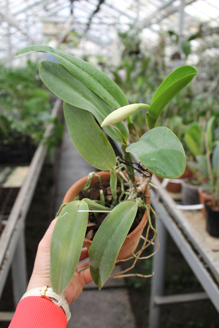 Cattleya warneri alba 'Alvinha' x Laelia praestans alba.jpg
