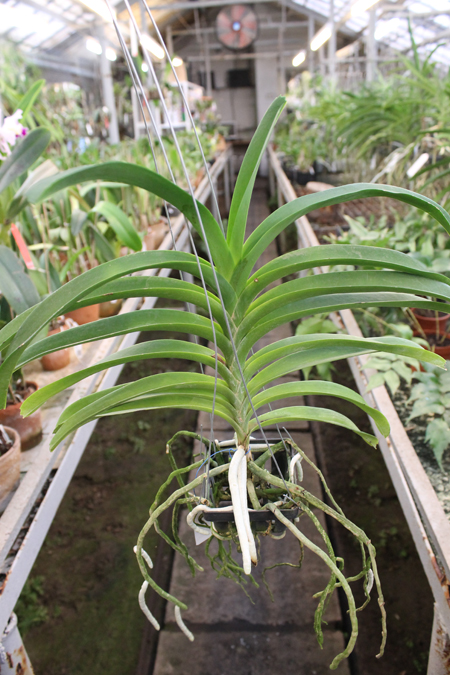 Vanda (Wirat x Kultana Blue).jpg