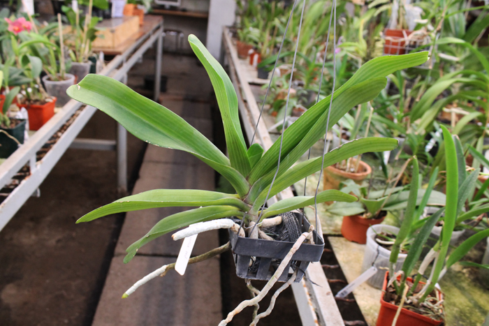 Rhynchostylis gigantea red.jpg