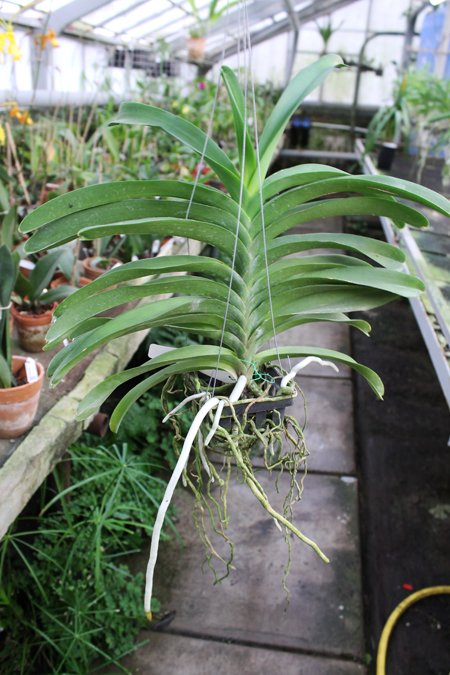 Vanda Dr Anek x Katsulea.jpg