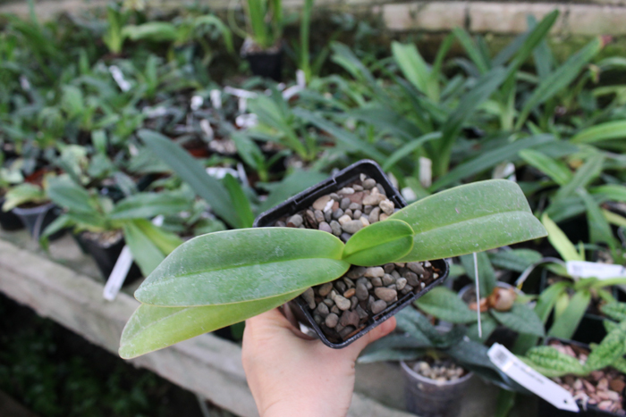 Paphiopedilum dianthum.jpg