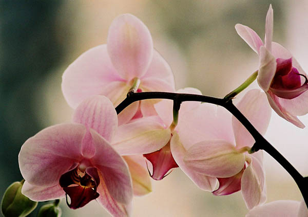 то не моя, моя немного меньше, но цветочки точно такиеже