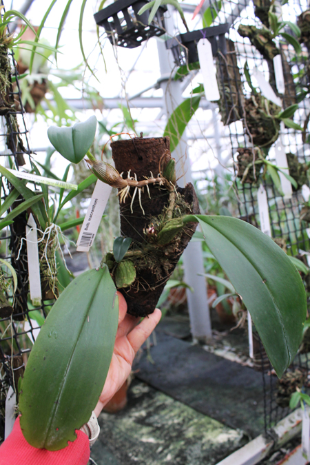 Bulbophyllum macranthum.jpg