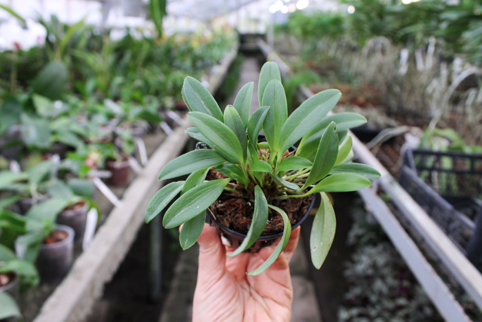 Masdevallia brachyura.jpg