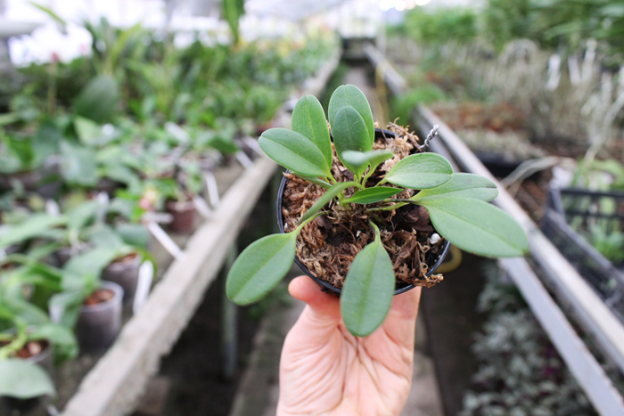 Masdevallia xanthina.jpg