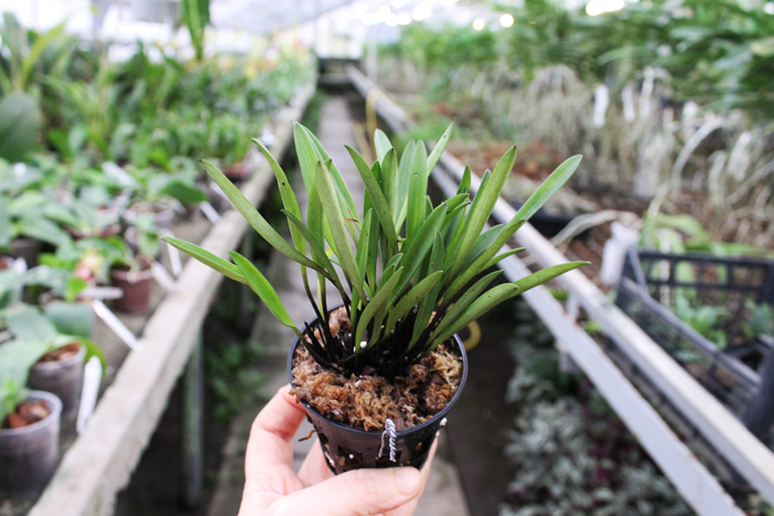 Masdevallia lilacina.jpg