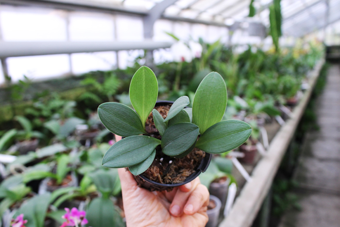 Masdevallia prodigiosa.jpg